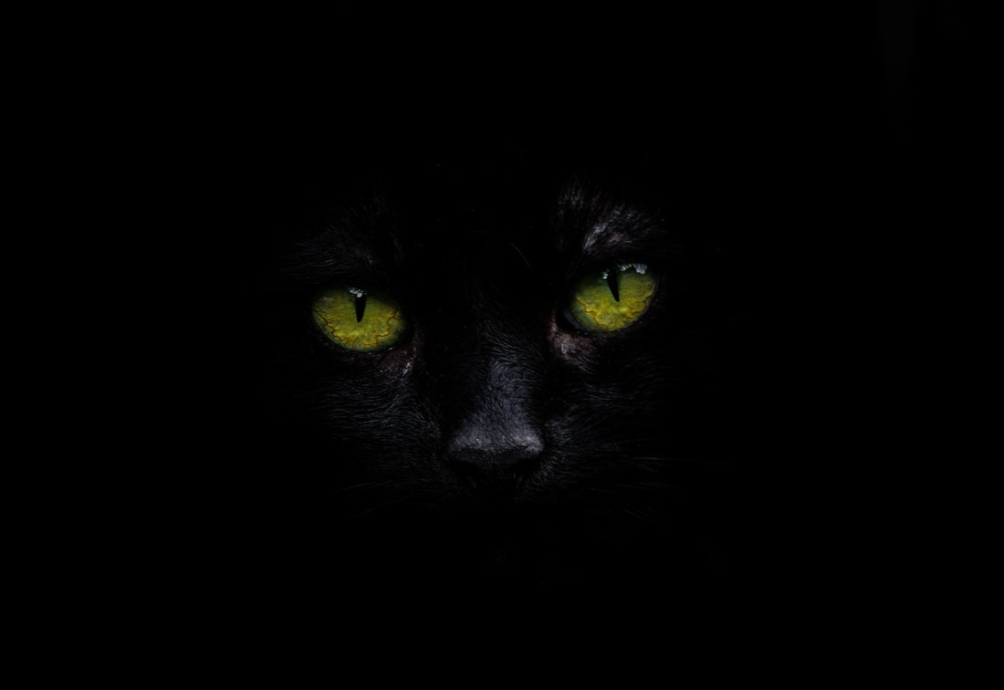 cat eye contacts