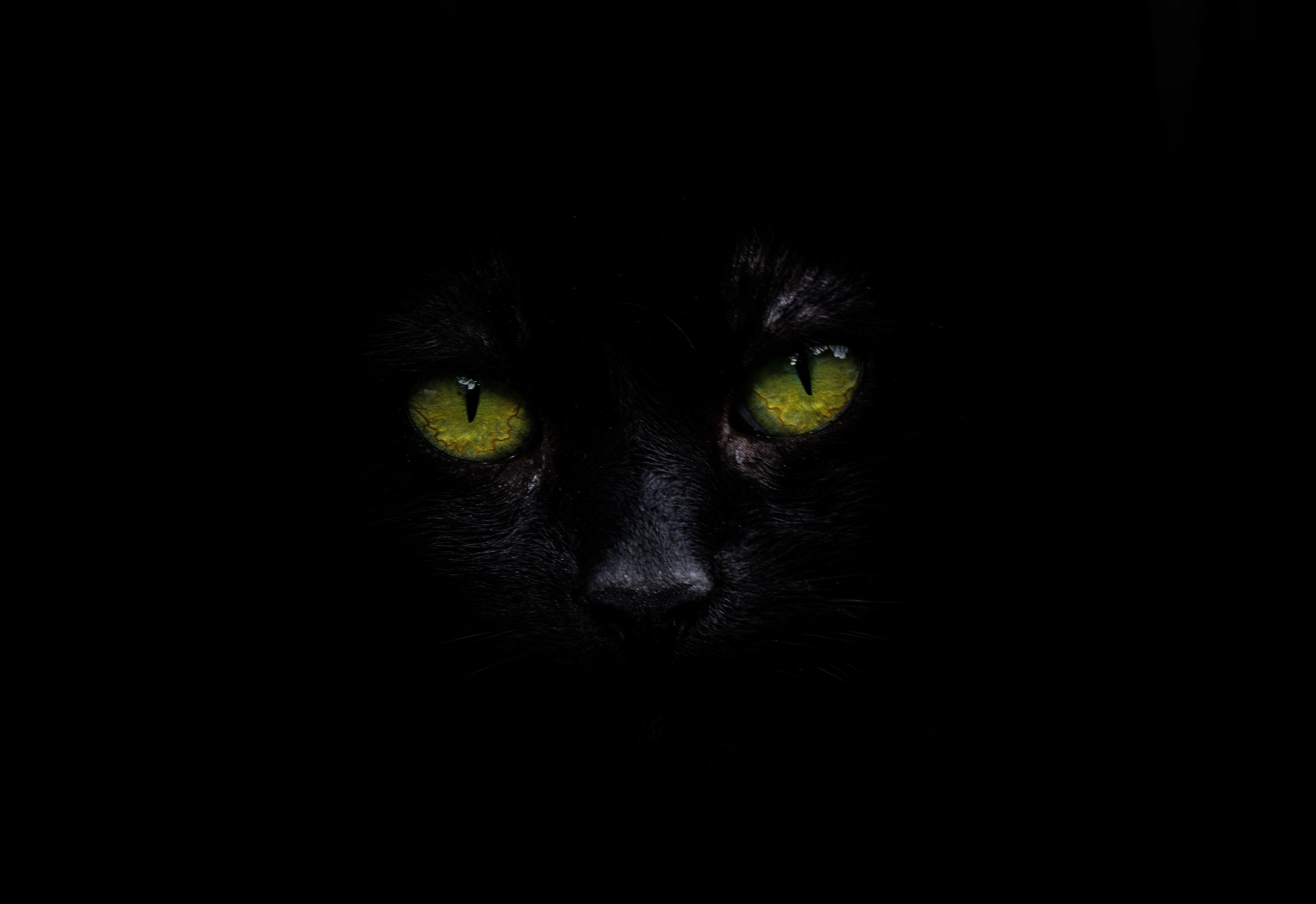 cat eye contacts